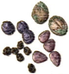 Seeds